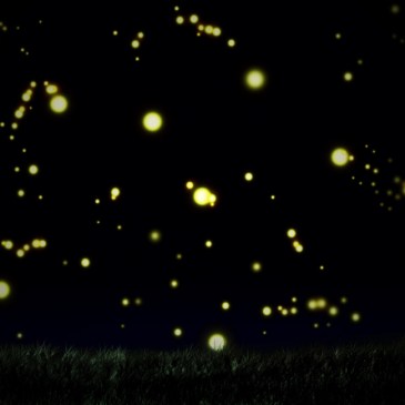 noche de luciernagas